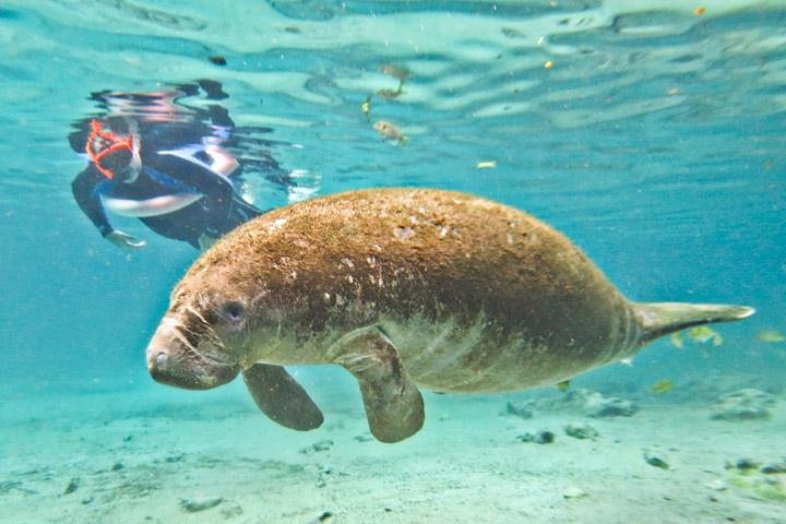 Snorkeling alongside these gentle giants